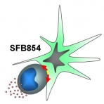 Logo-SFB854