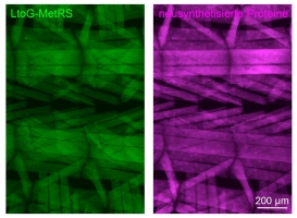 Neuhergestellte Proteine können in den Muskelzellen von Fliegenlarven mit Hilfe des mutierten Enzyms LtoG-MetRS nach einer biochemischer  Reaktion visualisiert werden. 